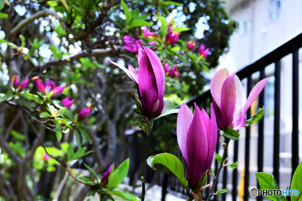 ツツジと紫木蓮の花  21-261