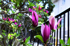 ツツジと紫木蓮の花  21-261