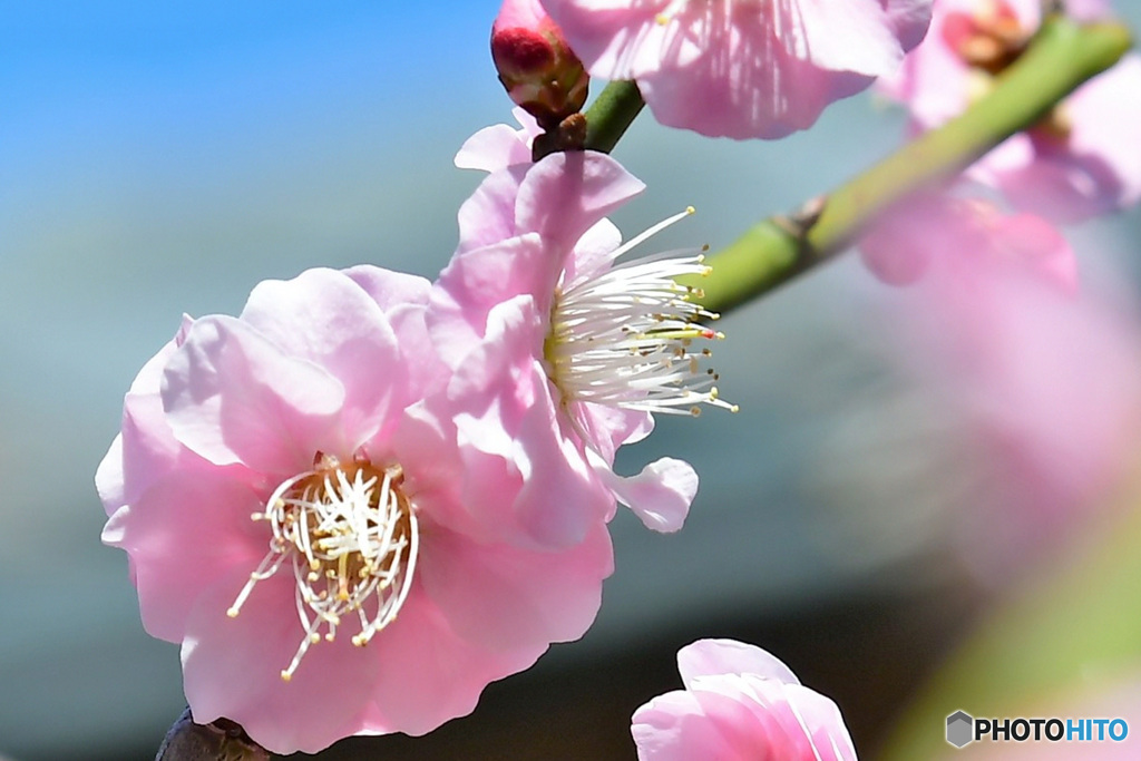 枝垂れ梅の花 22-097