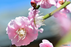 枝垂れ梅の花 22-097