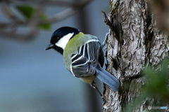 野山の鳥  四十雀さん