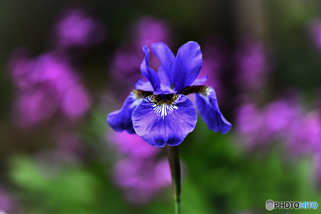 紫蘭の花に囲まれてアヤメの花一輪 22-279