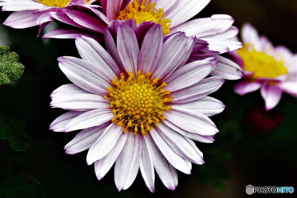 庭に咲いた菊の花  21-646
