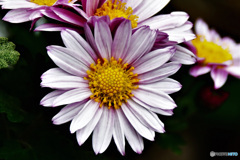 庭に咲いた菊の花  21-646