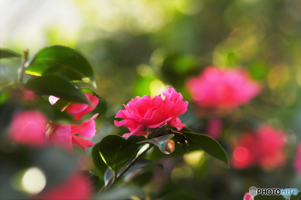庭に咲いた山茶花
