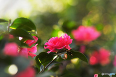 庭に咲いた山茶花