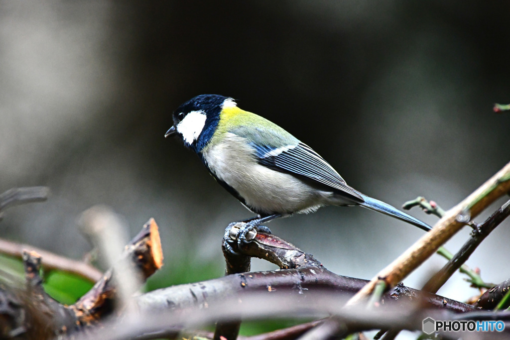 野山の鳥  四十雀さん