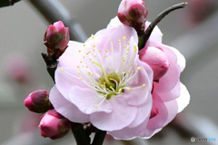 薄紅色の梅の花 