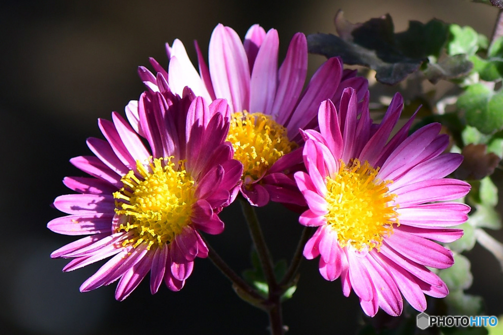 庭に咲いた小菊 23-003
