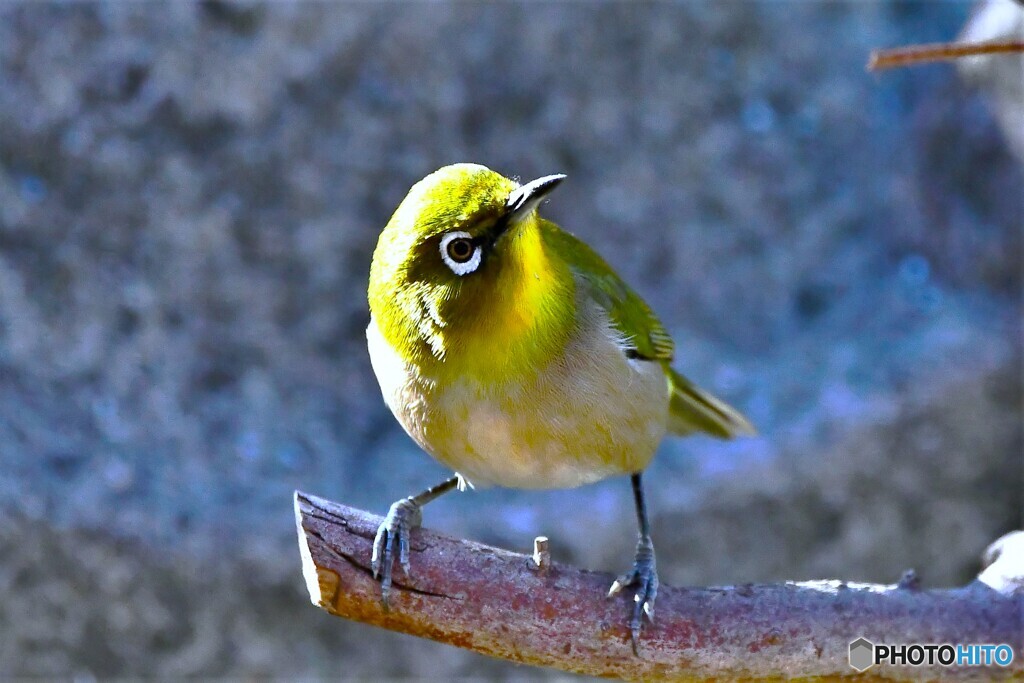 2023年今年の1月に撮ったメジ君
