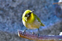 2023年今年の1月に撮ったメジ君