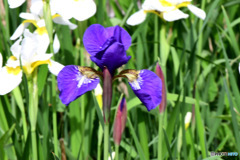 紫色の花が一輪咲きました 