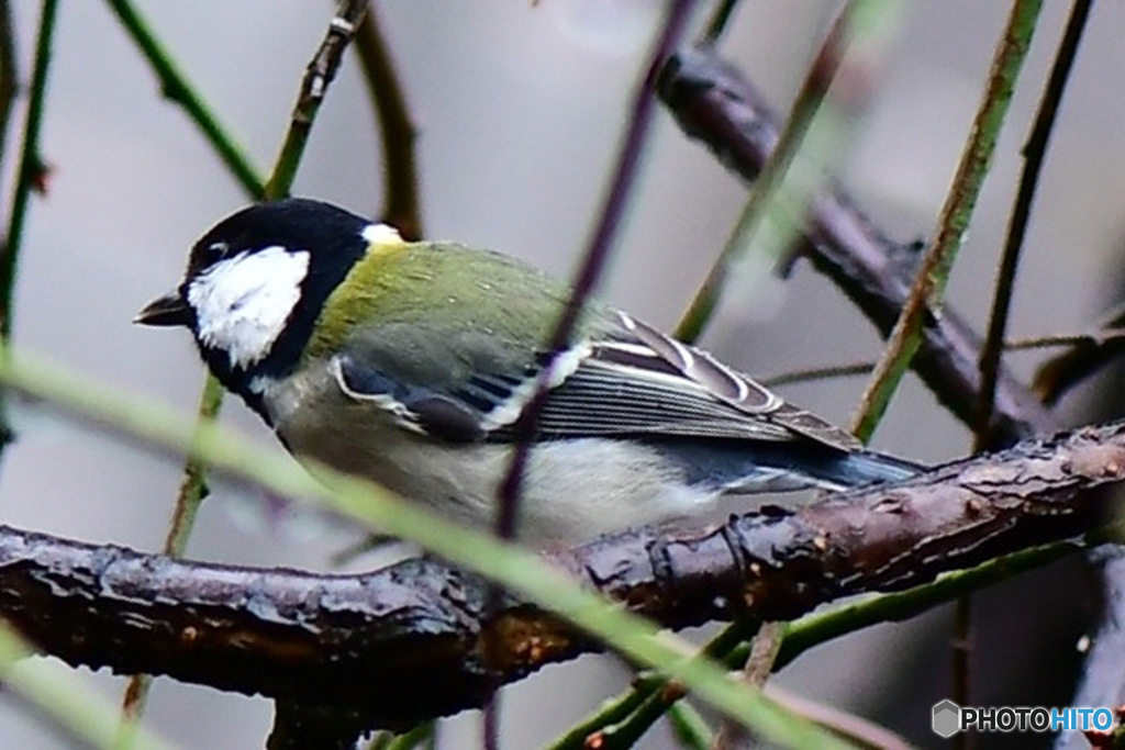 野山の鳥  四十雀さん