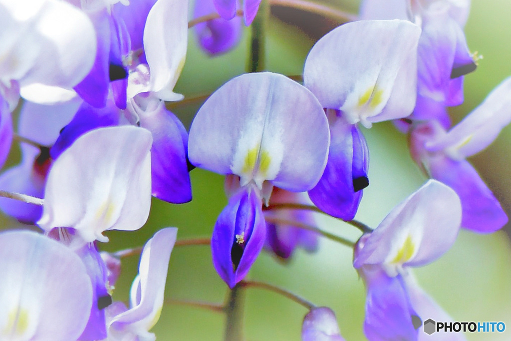 藤の花 22-220.1 