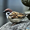 野山の鳥 22-147 すずめドン