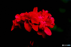 庭に咲いた赤い花  