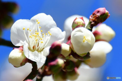  庭に咲いた白梅の花