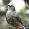  野山の鳥  ヒヨさん  