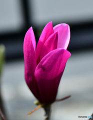 紫木蓮の花も咲き始まる 22-163 