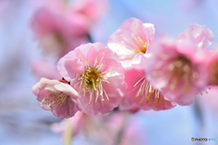 庭に咲いた薄紅色の梅の花 