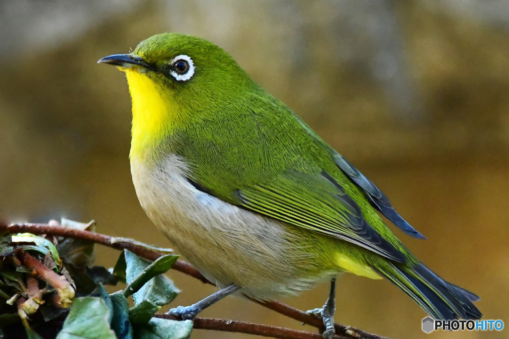 野山の鳥 22-174 メジ君