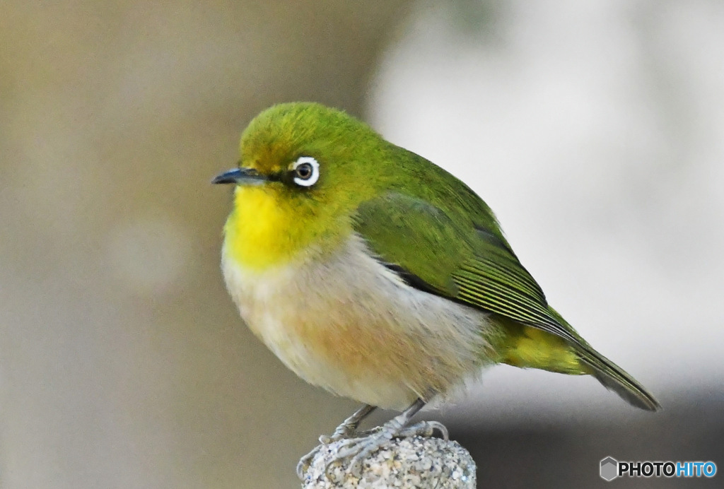 野山の鳥 23-044  メジ君