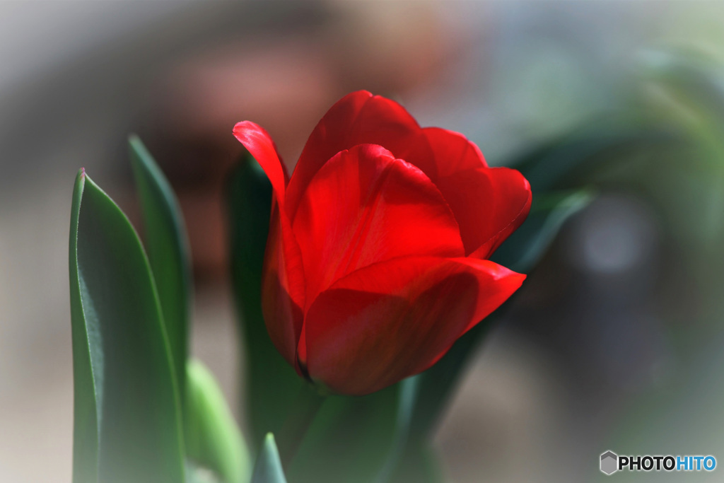 庭に咲いたチューリップの花 22-166   