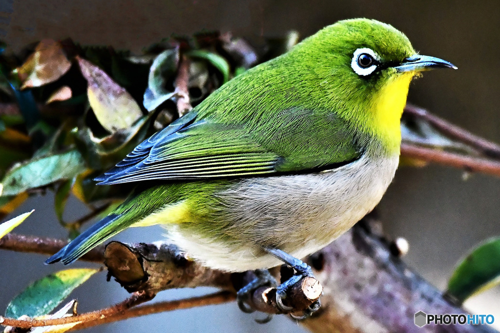 野山の鳥 22-131 メジ君