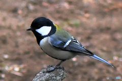  野山の鳥  四十雀さん 