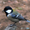 野山の鳥  四十雀さん