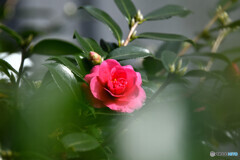 庭に咲いたサザンカの花  798