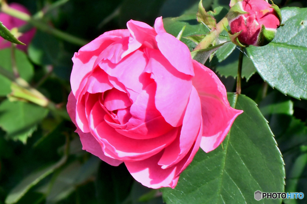 近隣に咲いていたバラの花  