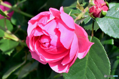 近隣に咲いていたバラの花  