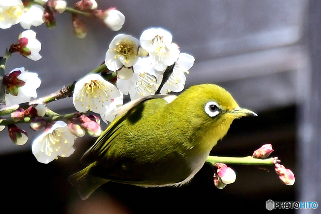 野山の鳥  ウメジロー　②