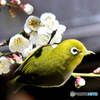 野山の鳥  ウメジロー　②