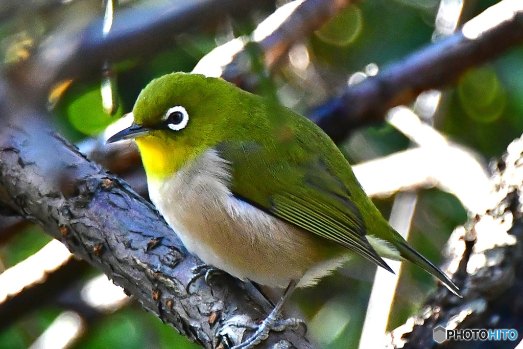 野山の鳥 22-201 メジ君