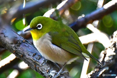 野山の鳥 22-201 メジ君