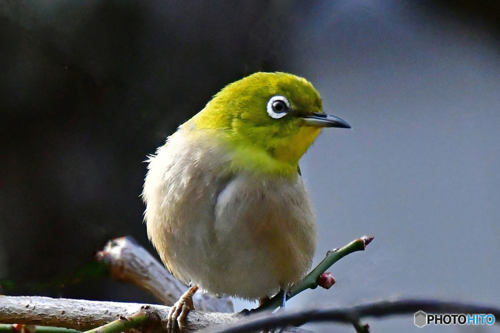 野山の鳥  メジロ  