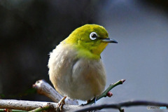 野山の鳥  メジロ  