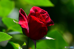 庭に咲いた薔薇の花  21-294
