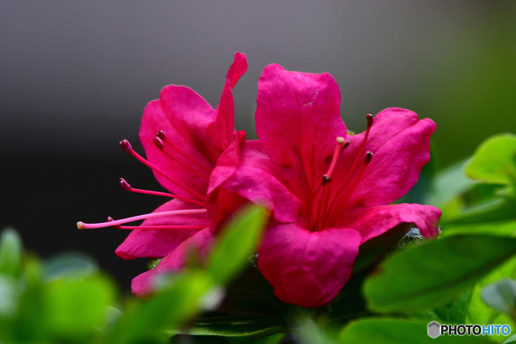 庭に咲いたツツジの花  22-263  