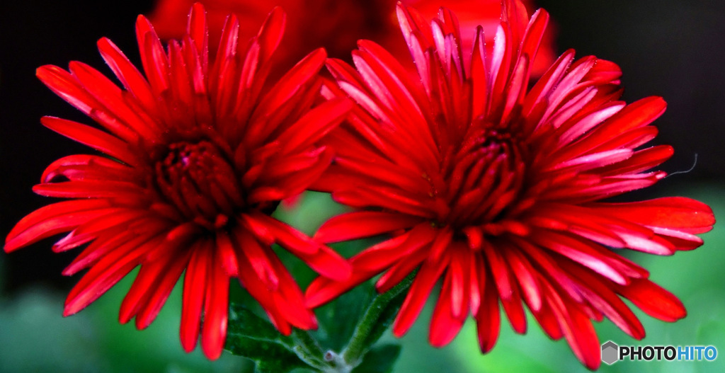庭に咲いた双子の赤い菊