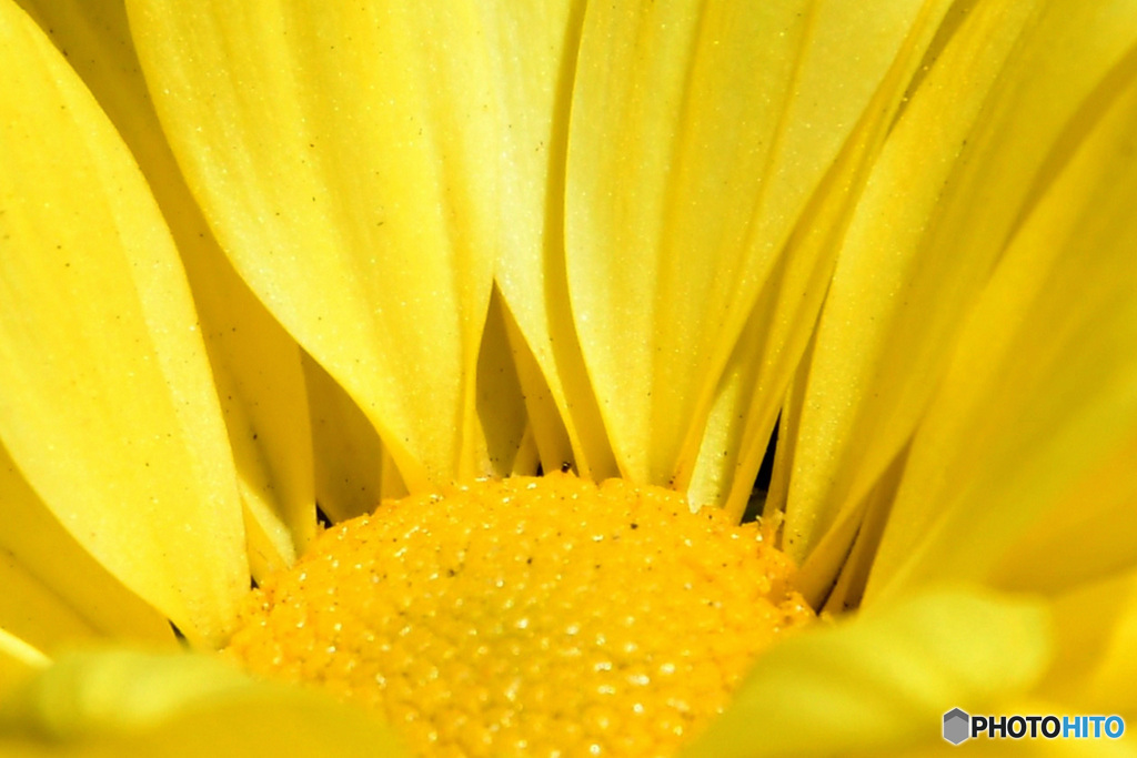 窓辺の黄色  21-449