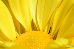 窓辺の黄色  21-449