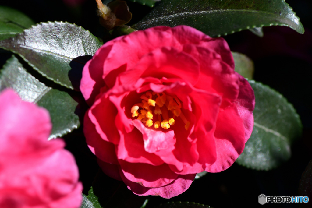  庭に咲いたサザンカの花  