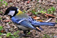 野山の鳥  四十雀さん  21-324