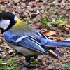 野山の鳥  四十雀さん  21-324