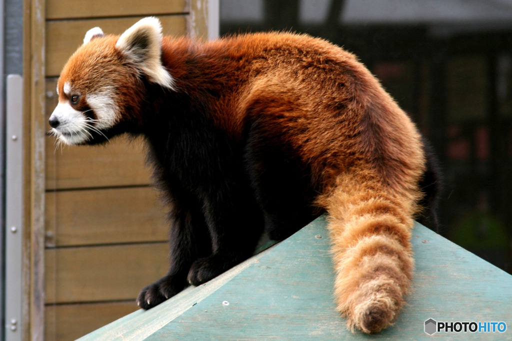 15年前(2007年)千葉動物公園の風太君