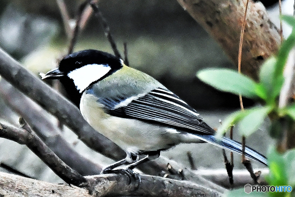 野山の鳥  22-022