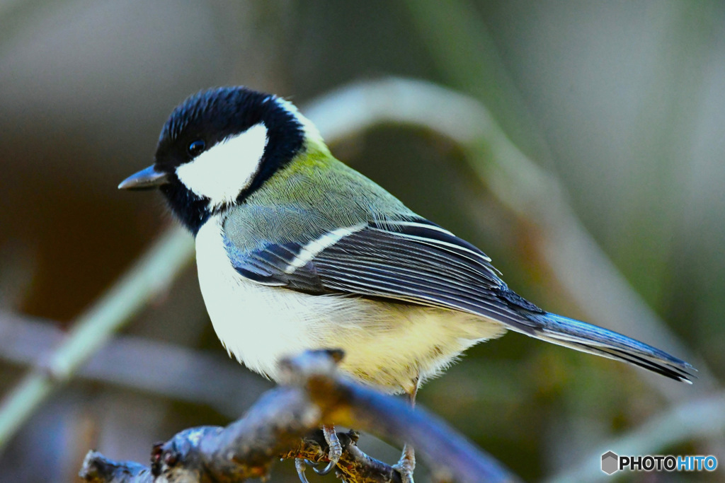 野山の鳥 四十雀さん